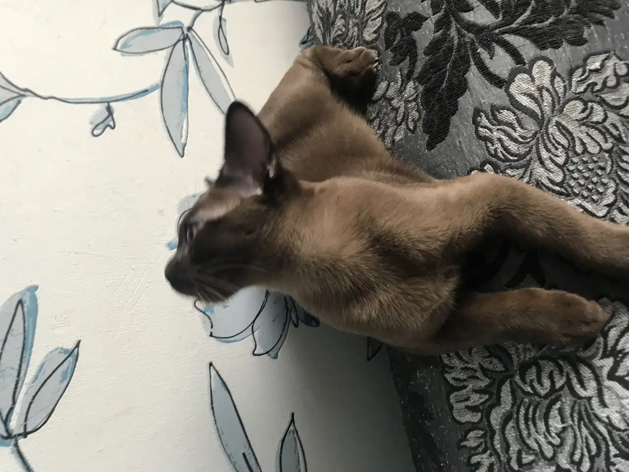 Котёнок Европейской бурмы, фотография 2