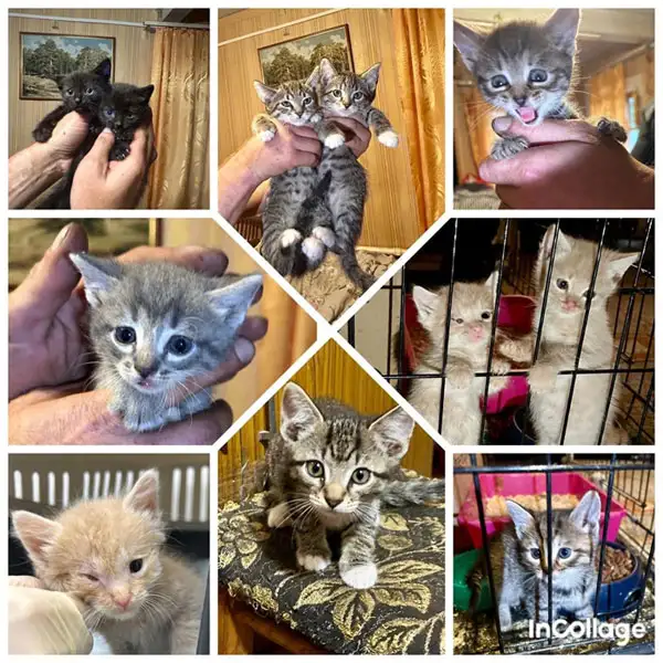 Совсем маленькие котята мальчики и девочки в добрые руки, фотография 1