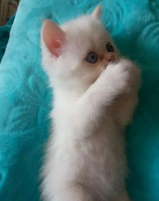 Котята экзотические, фотография 6