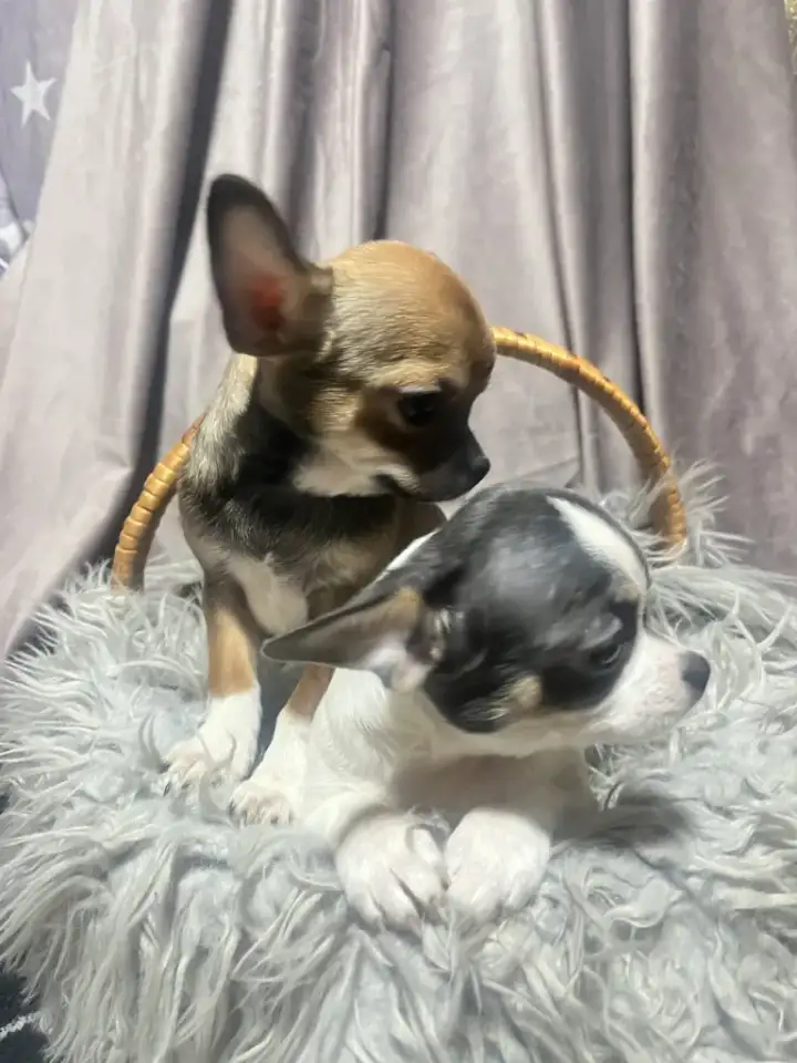 Девочки чихуахуа, фотография 1