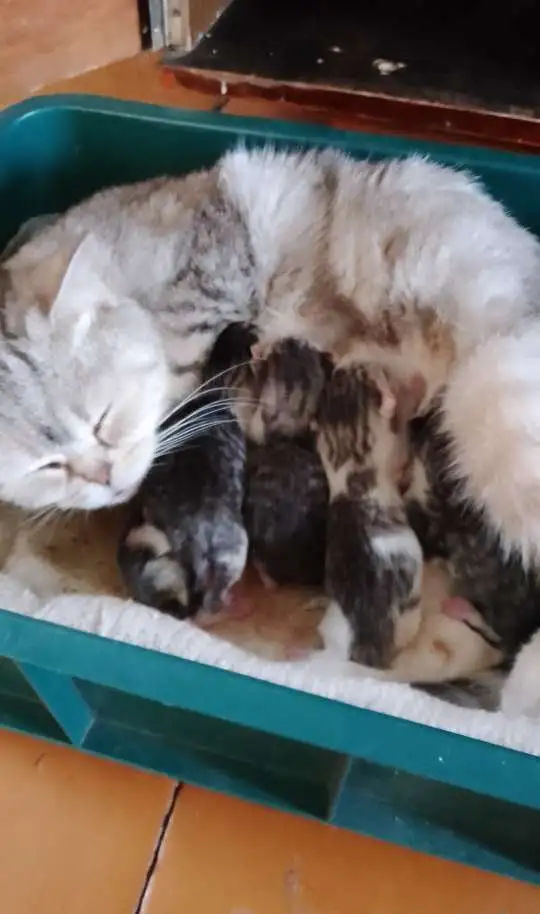 Котятки, фотография 1