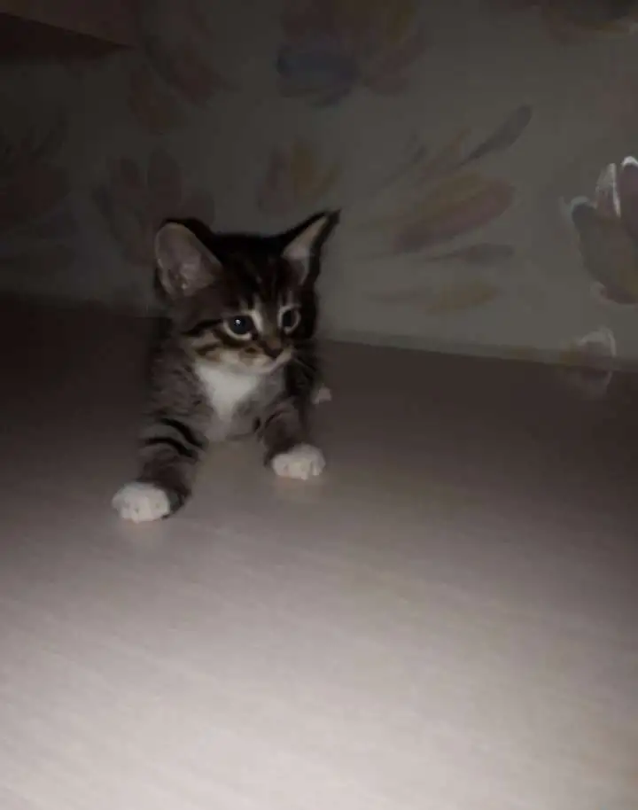 Игривые и Добрые котята, фотография 3