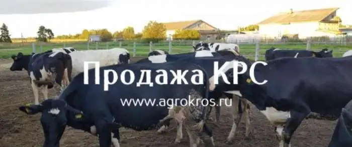 В продаже молочные нетели Черно-пестрой породы. КРС оптом живым весом, фотография 1