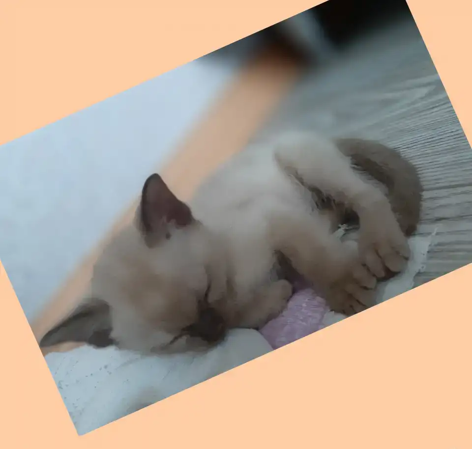 Бурманские котята, фотография 3
