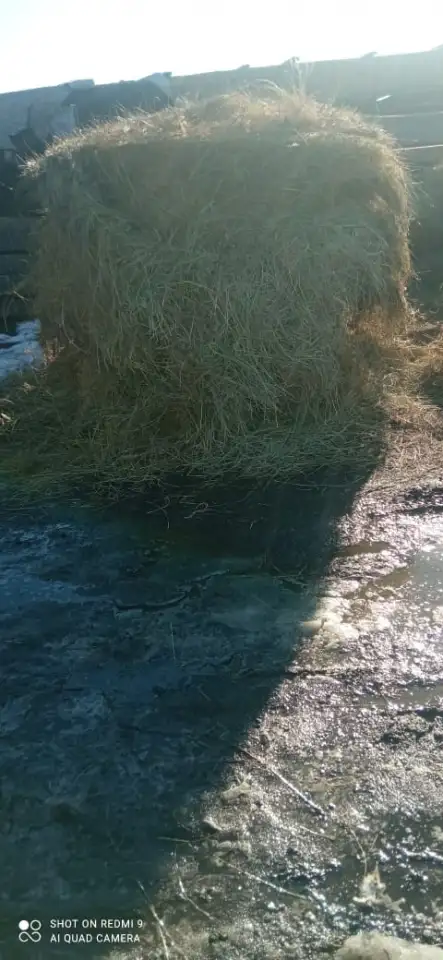 Продаю сено в рулонах., фотография 1