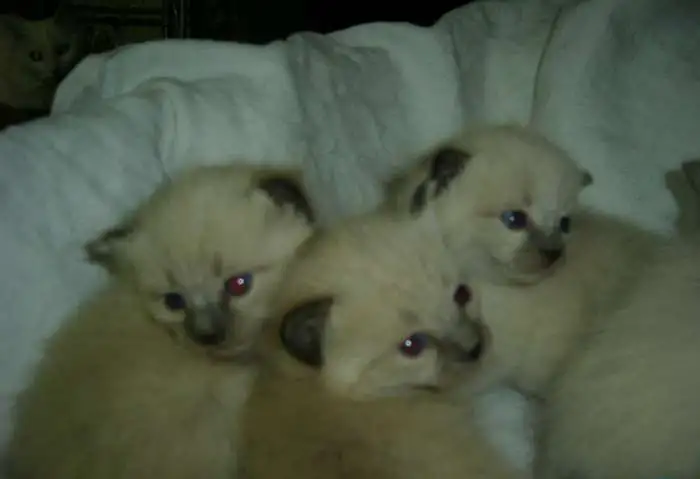 продам котят сиамской породы, фотография 1