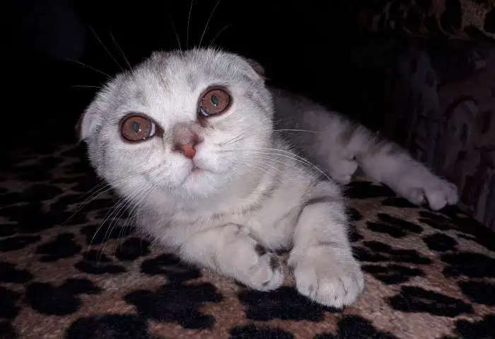 Шотландские котята из питомника, фотография 1
