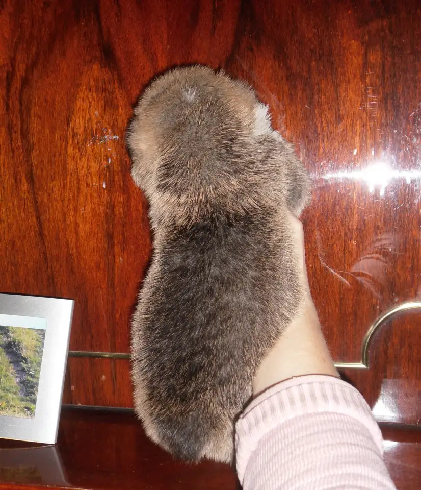 Щенки Вельш корги пемброк, фотография 6