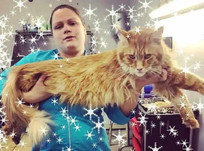 Груминг кошки! Стрижка домашних животных. Купание кота, фотография 4