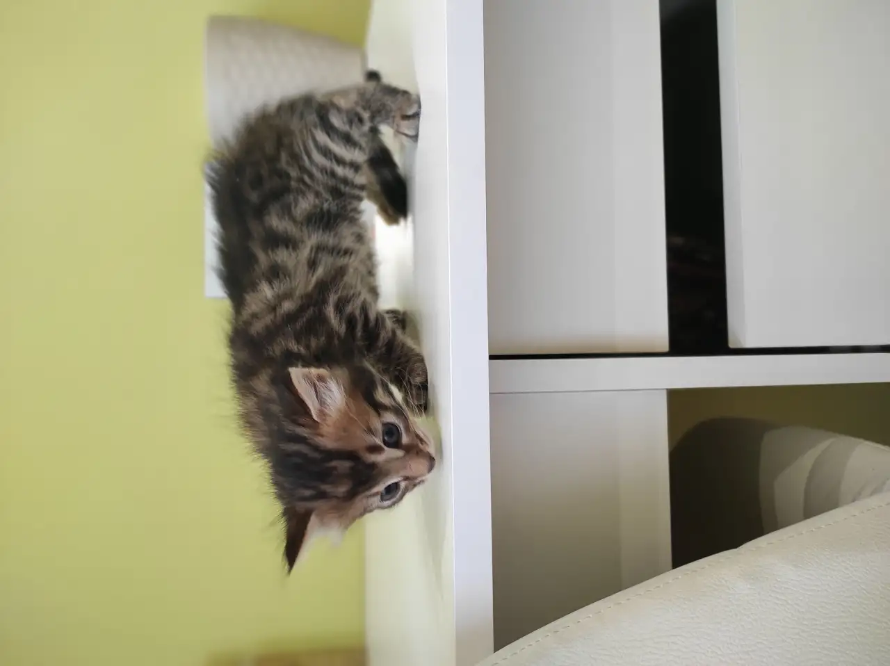 Бенгальские котята, фотография 8