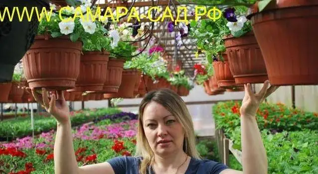 Рассада однолетних цветов, фотография 1