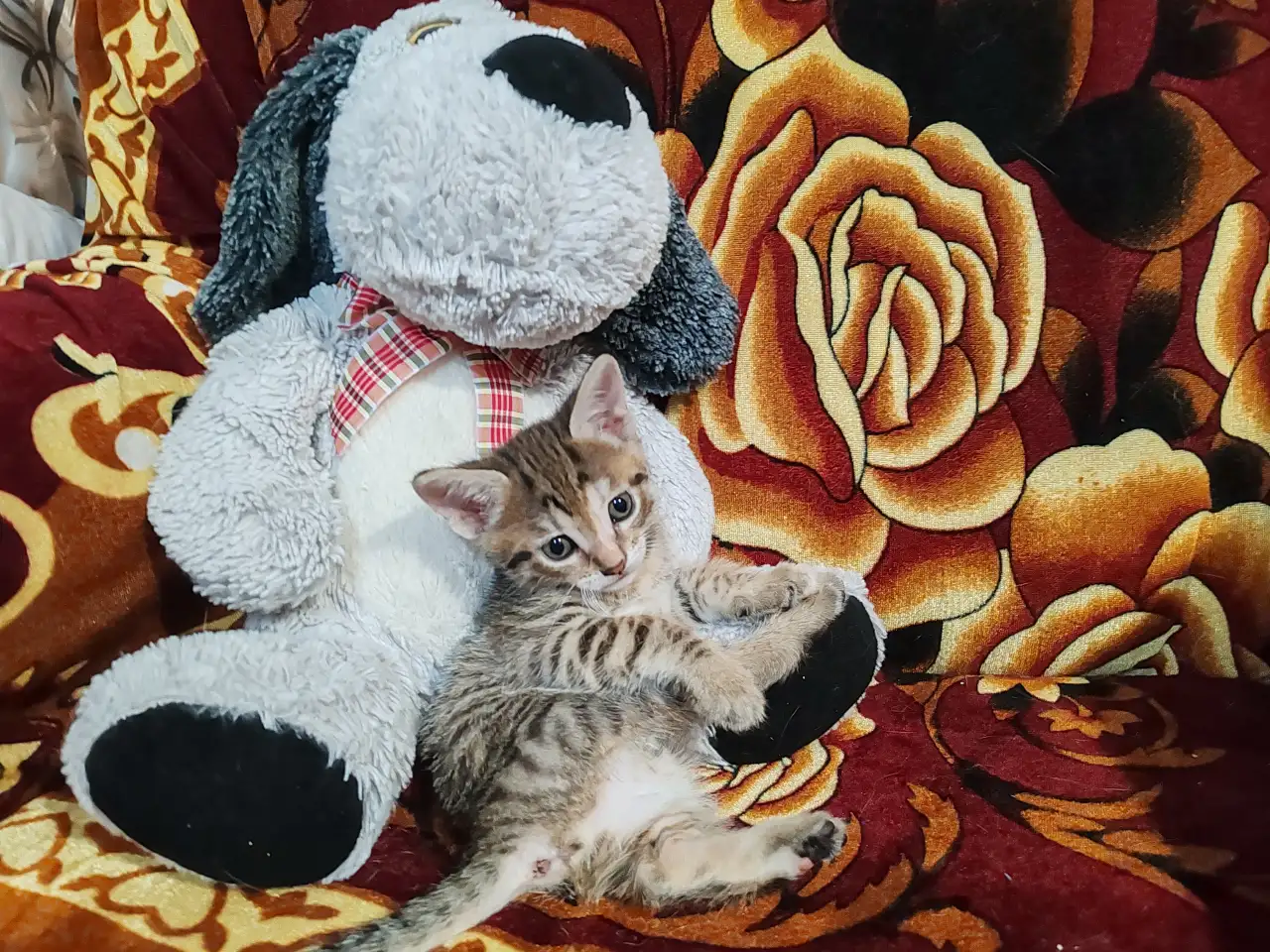 Две кошечки ищут новый дом, фотография 7