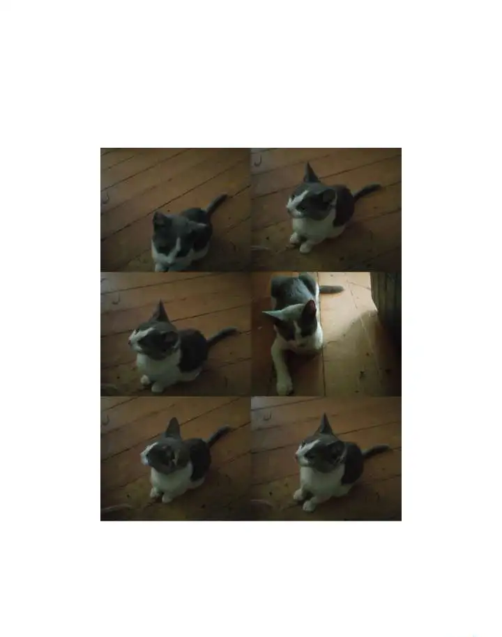 Серо- беленький мальчик котик, фотография 2