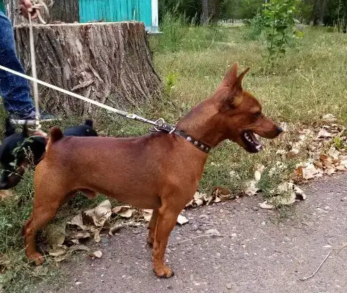 Щенки цвергпинчера, фотография 8