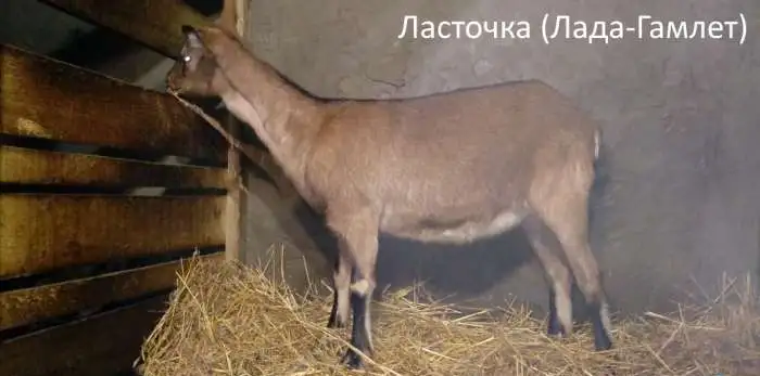 альпийские козлята, фотография 2