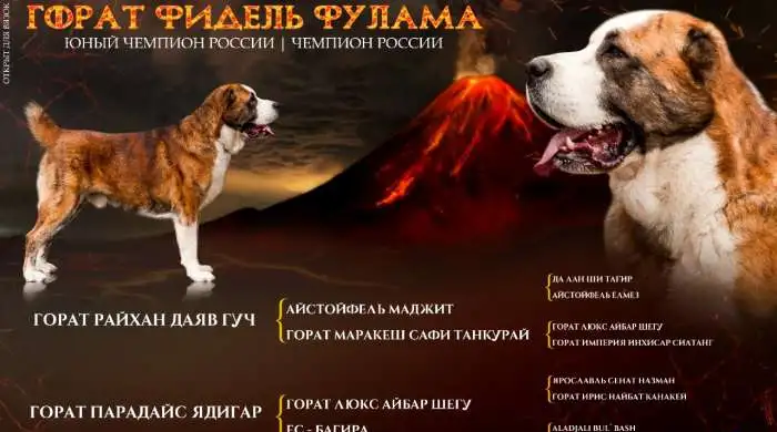 Предлагаю кобеля для племенного использования, фотография 2