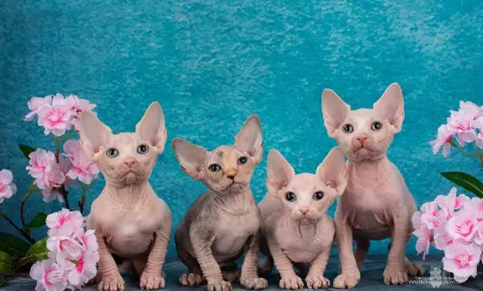 Котята канадского сфинкса, фотография 4