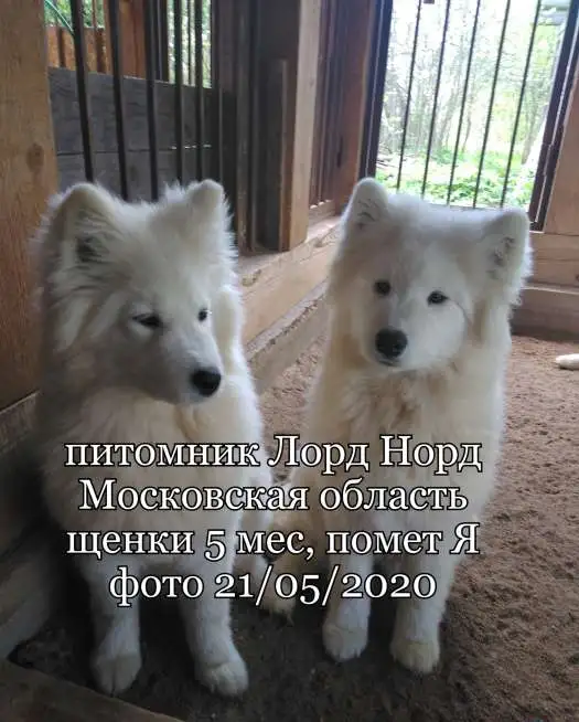 Самоедские девочки, фотография 2