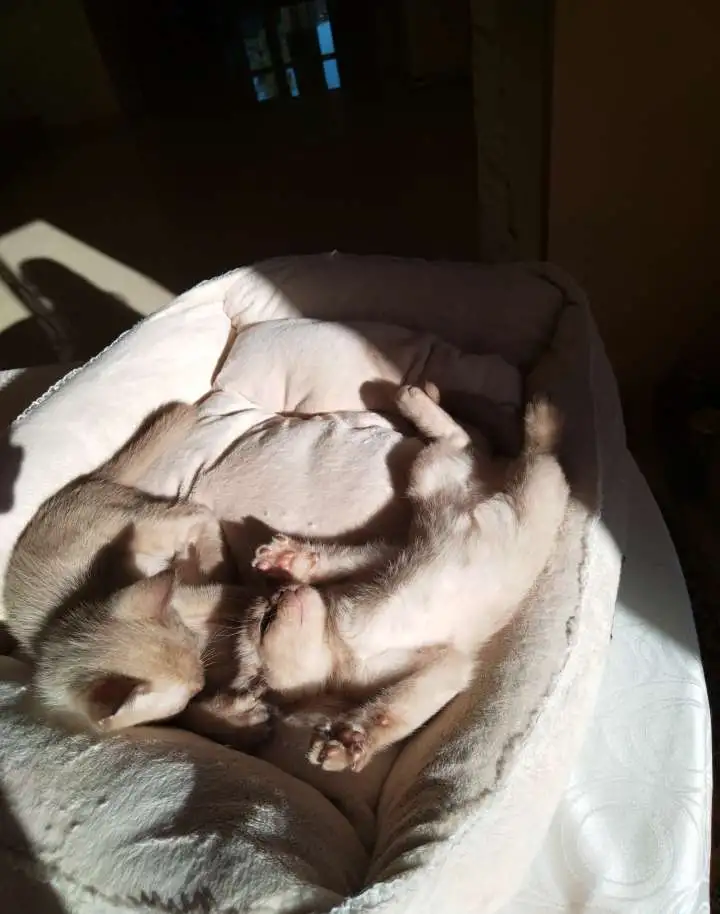 Котята европейской бурмы доступны , готовы к переезду., фотография 4