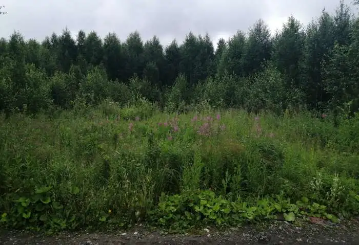 Земельный участок, Пск Северка, фотография 2