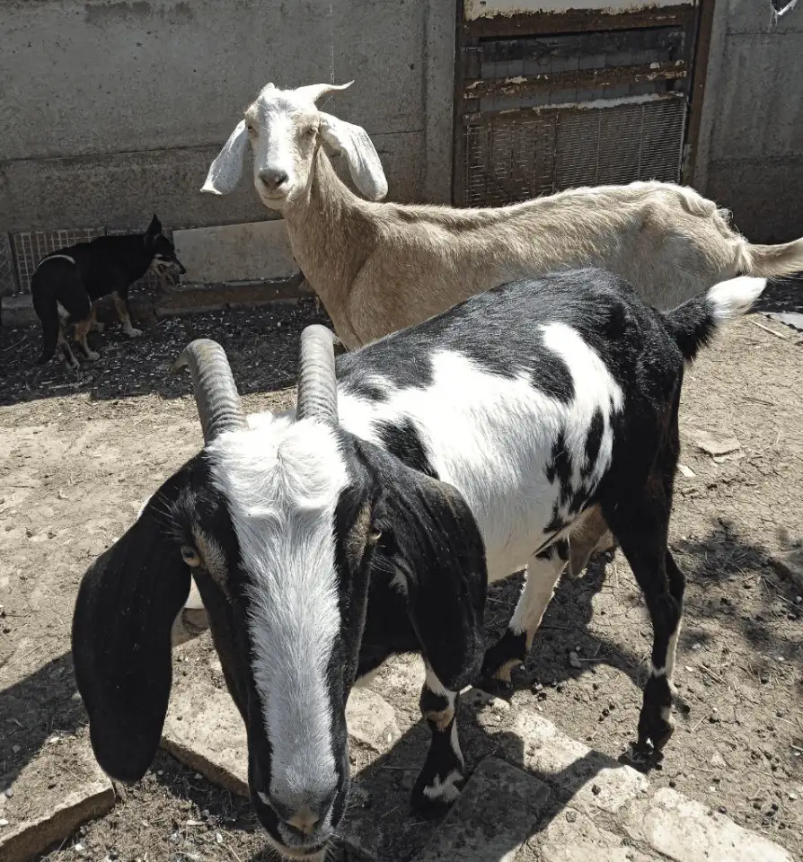 Продам козье молоко нубийцев, фотография 1