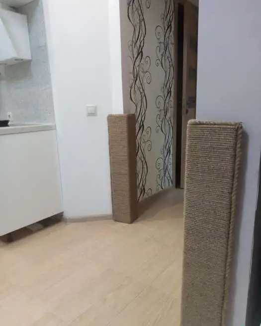 Когтеточка угловая, фотография 3
