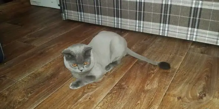 Стрижка кошек с выездом на дом, фотография 2