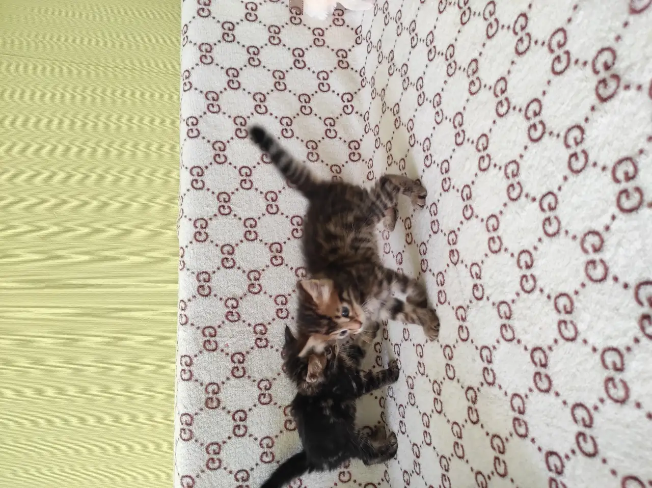 Бенгальские котята, фотография 3
