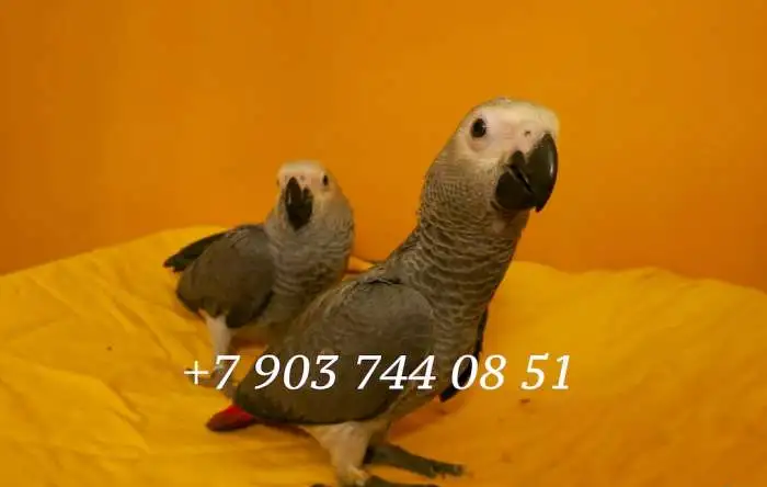 Ручные птенцы жако, фотография 1