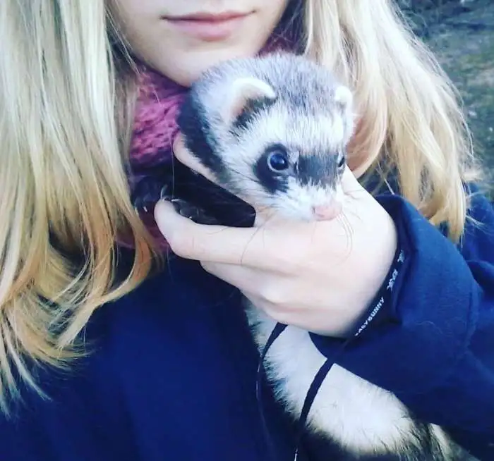 Хорек+клетка, фотография 1