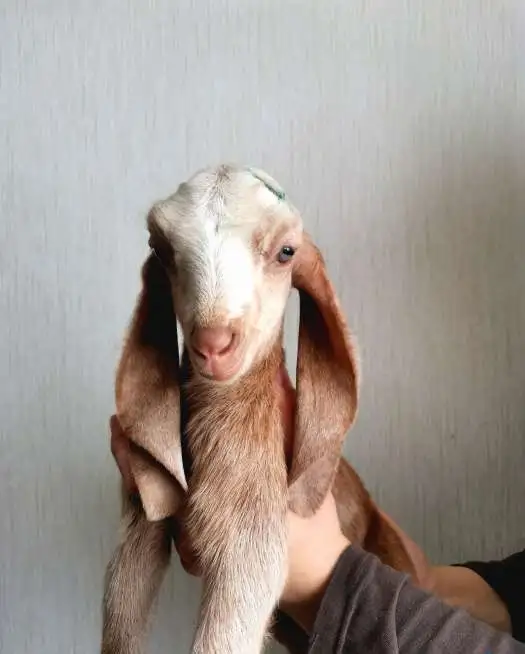 Козлик камори 50%, фотография 1