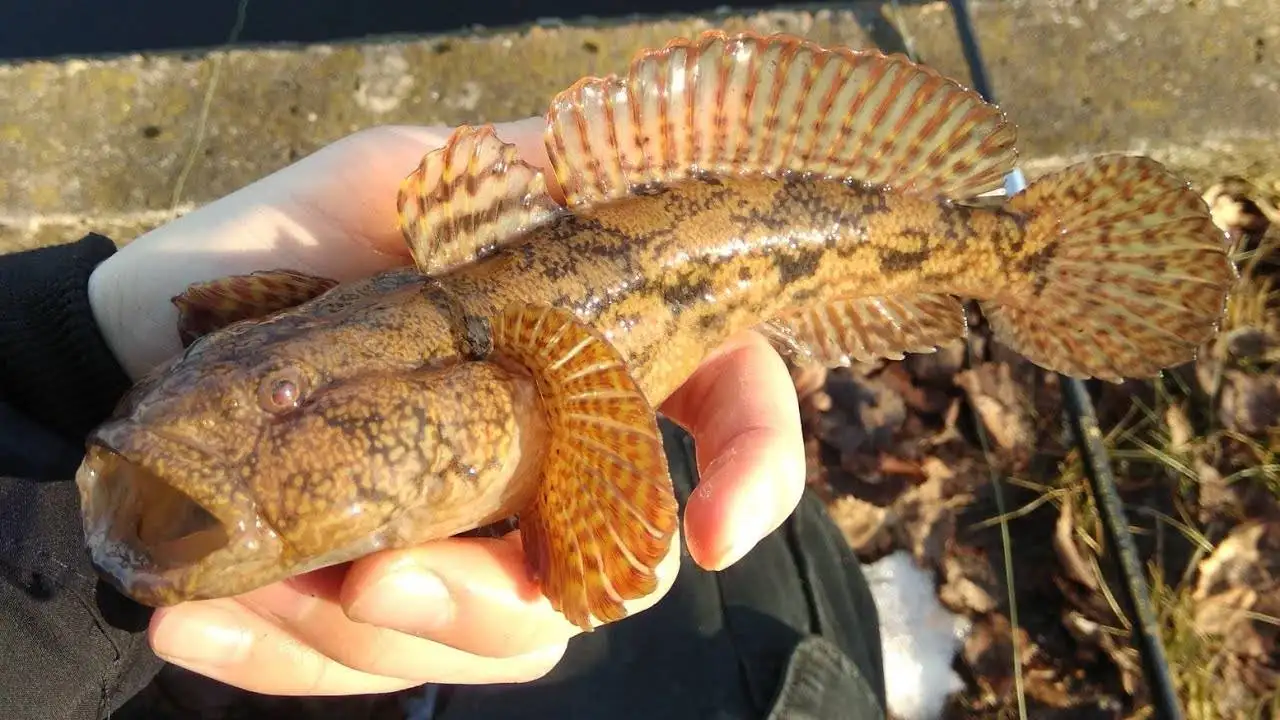 Рыбалка и отдых на Азовском море бесплатно, фотография 1