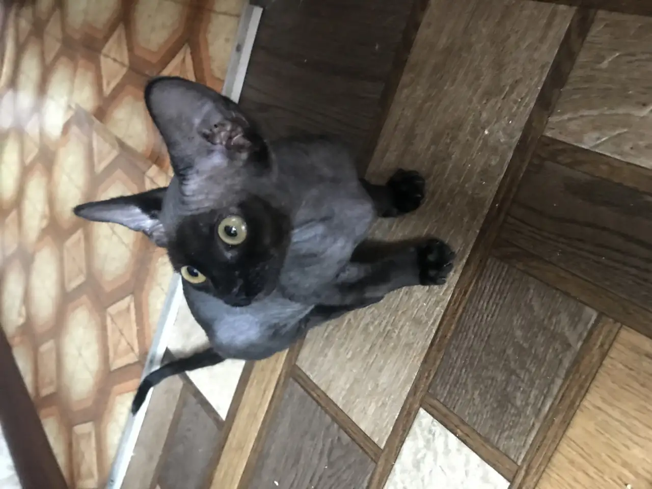 Котята Девон Рекс от титулованных родителе, фотография 2