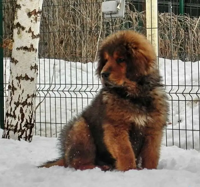 Тибетского мастифа щенки, фотография 2