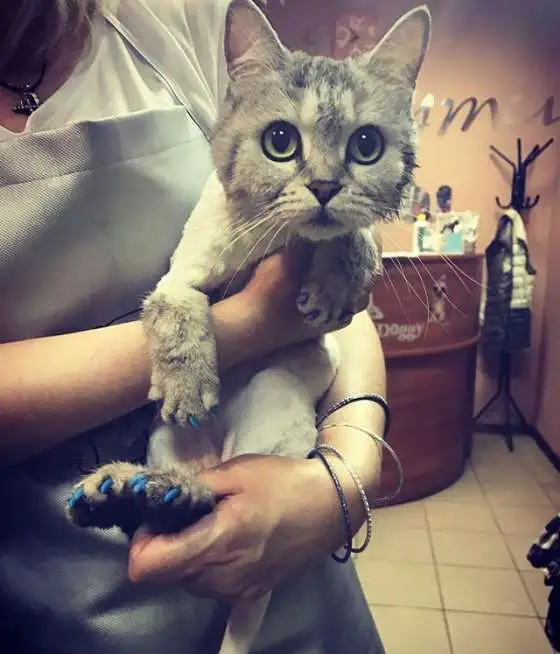 Стрижка собак и кошек м.Марксистская, Рязанский проспект, Выхино, фотография 3