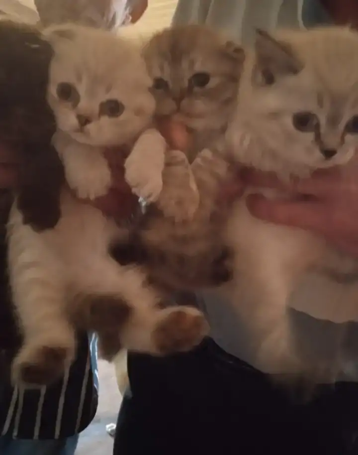 Котята, фотография 1