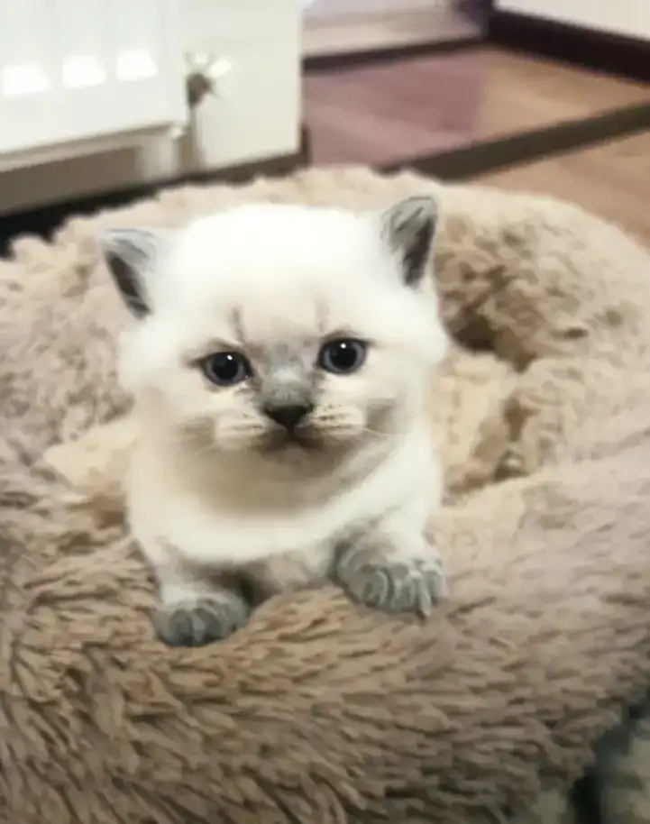 Шотландские котята, фотография 3