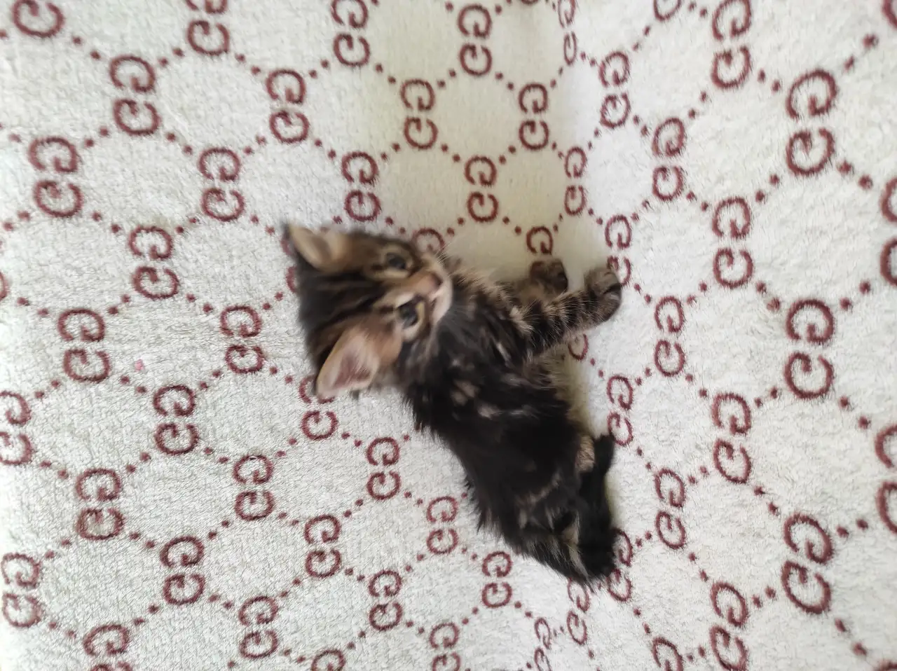 Бенгальские котята, фотография 1