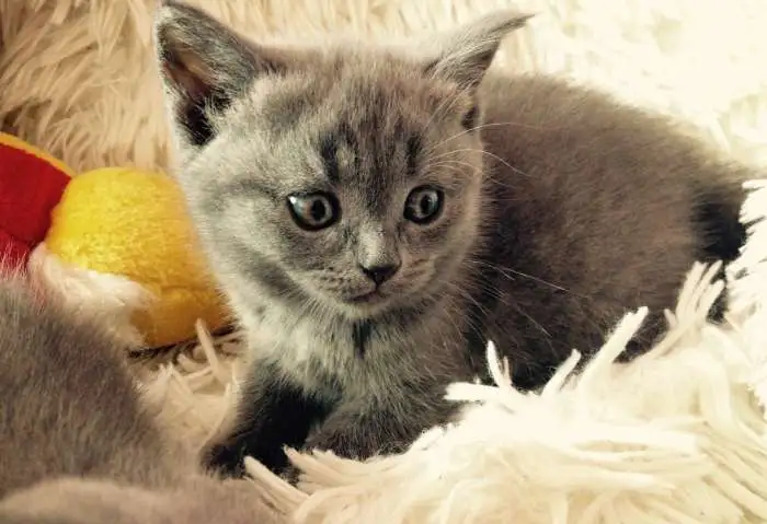 Шотландские котята, фотография 2