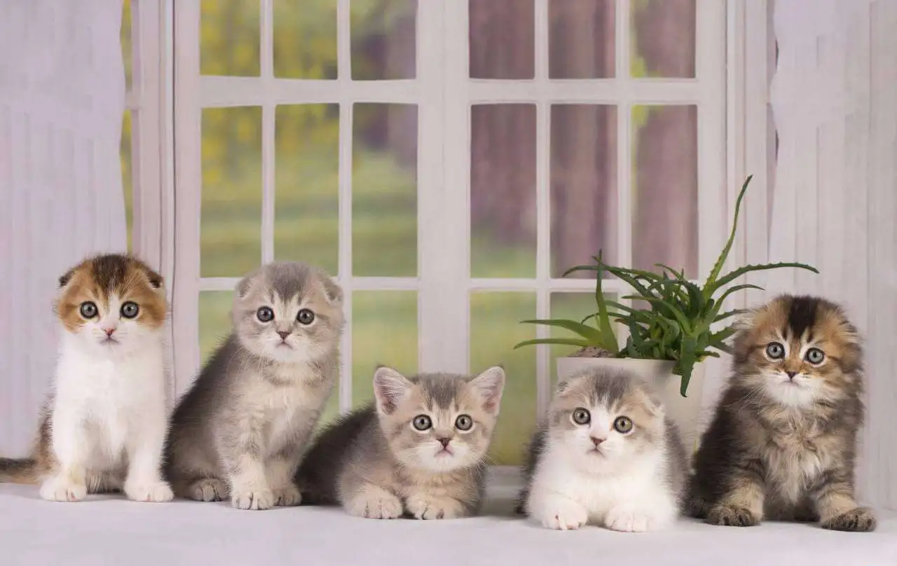 Котята шотландские вислоухие, фотография 1