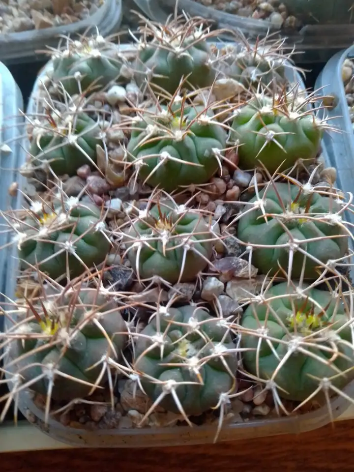 Кактусы, Gymnocalycium polycephalum от Kohres, фотография 5