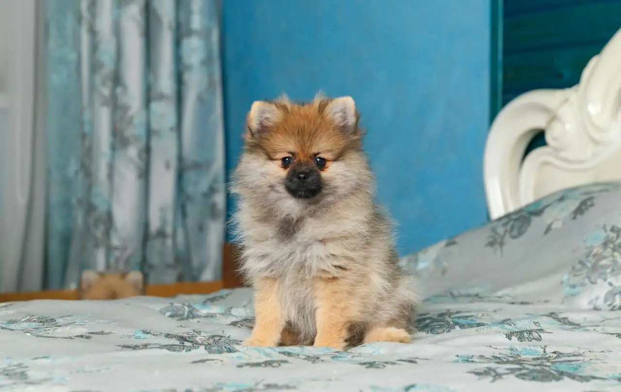 ПРодам породистых щенков шпица, фотография 8