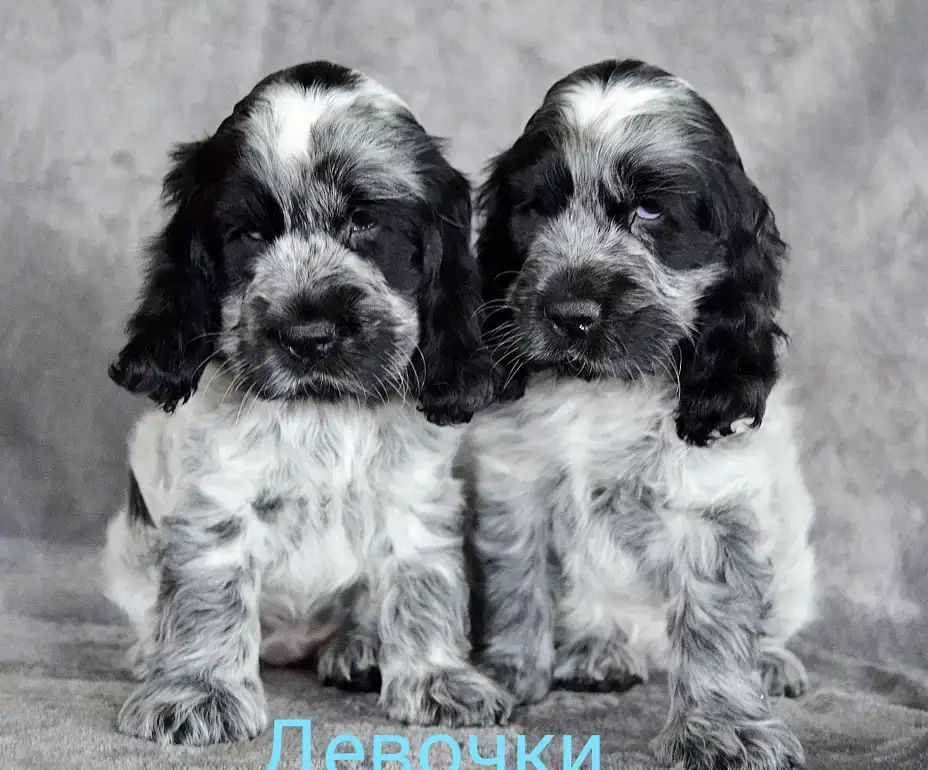 Английский кокер спаниель, фотография 1
