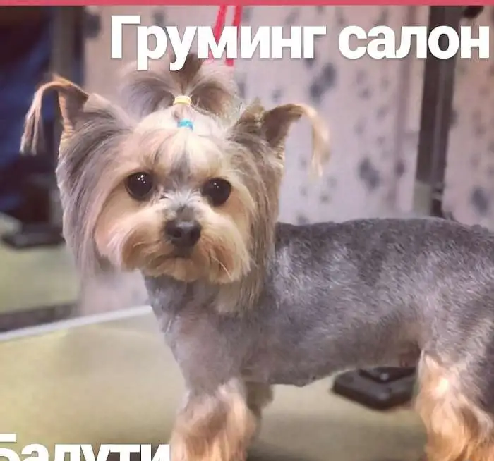 Красивая стрижка для собак. Опытный грумер с выездом на дом., фотография 1