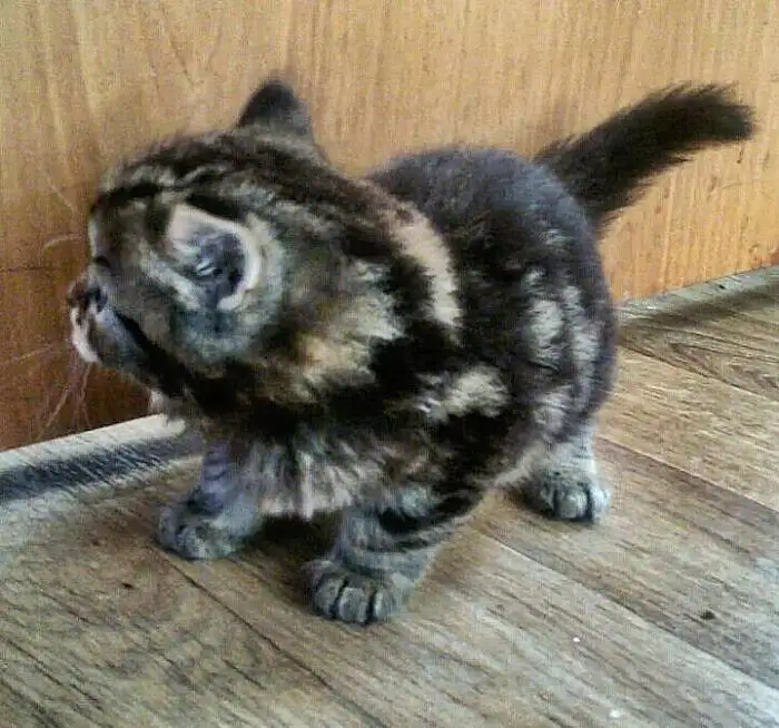 Продаются котята, скоттиш фолд и скоттиш страйт!!!, фотография 4