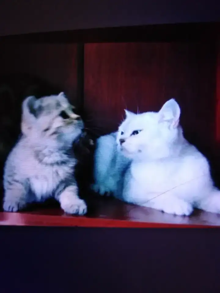 Шотландская шиншилла. Кошечка., фотография 7