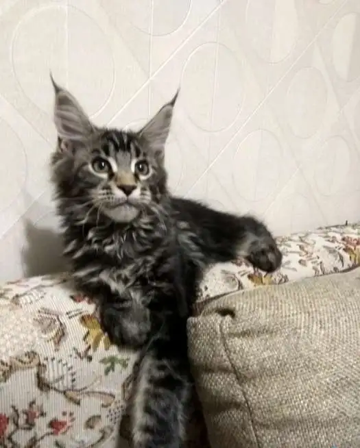 Котята породы Мейн Кун, фотография 5