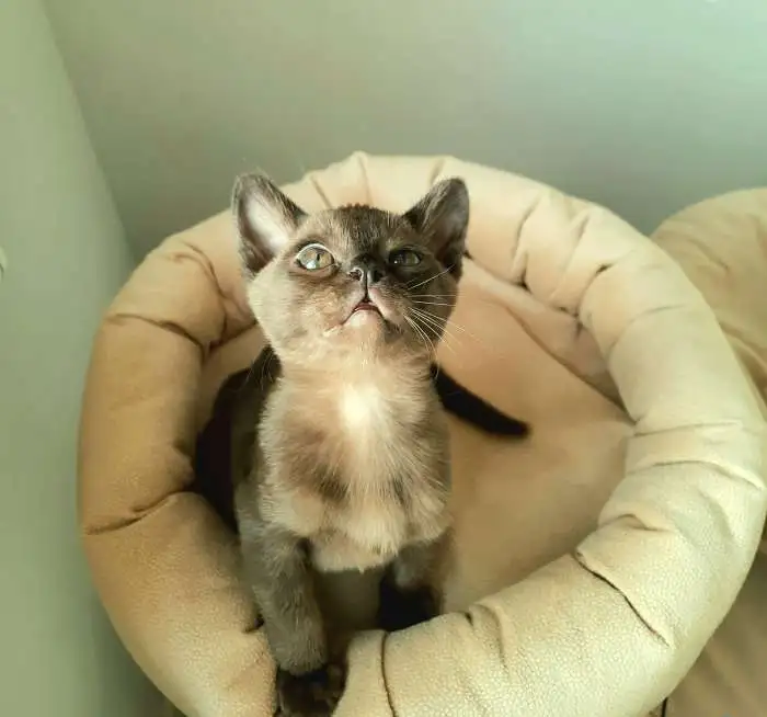 Котята бурма, фотография 2