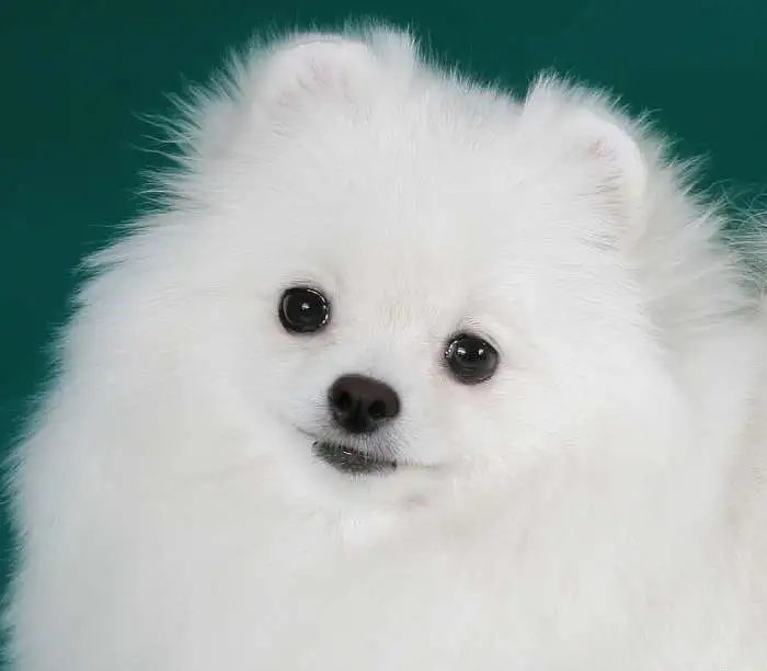 Шпиц Белоснежка, фотография 4