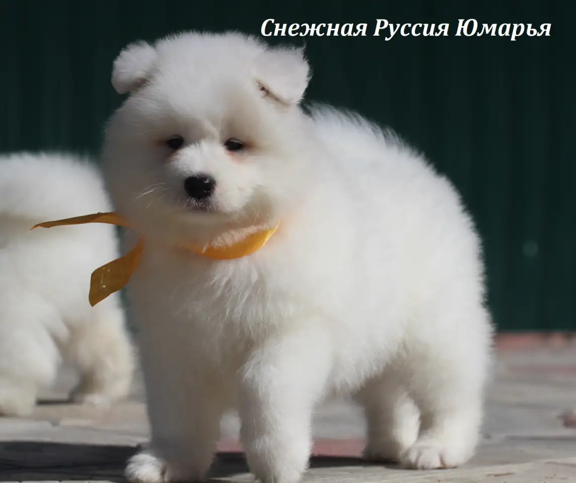 Самоед щенки. Медвежий тип, фотография 9